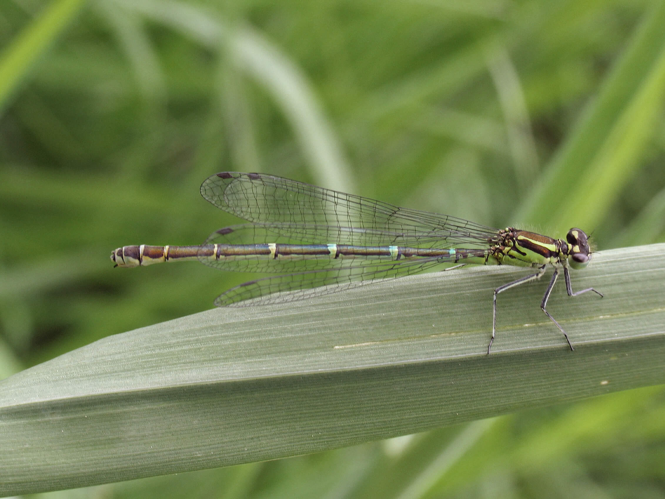 Female Azure Damselfly by David Kitching